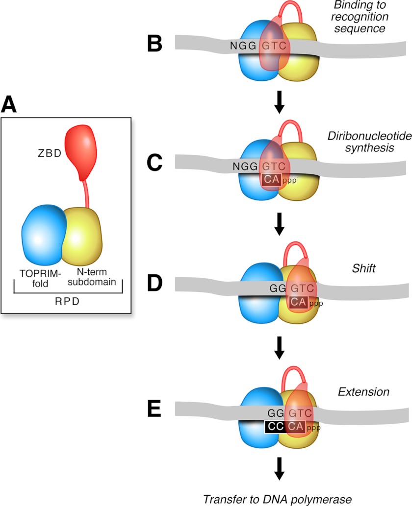 FIGURE 2.