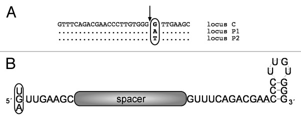 graphic file with name rna-10-865-g1.jpg