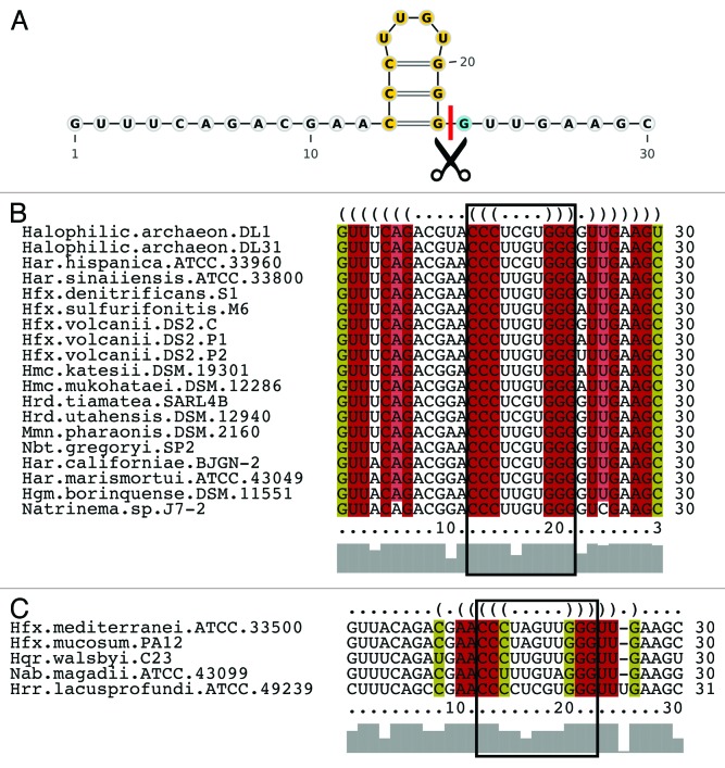 graphic file with name rna-10-865-g2.jpg