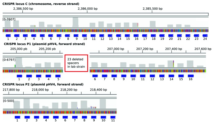 graphic file with name rna-10-865-g3.jpg