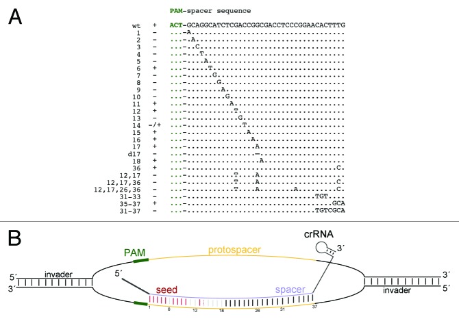 graphic file with name rna-10-865-g4.jpg