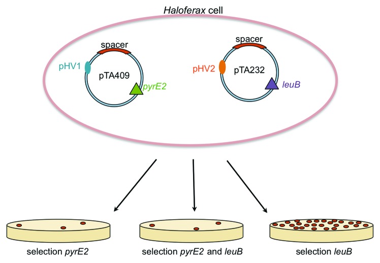 graphic file with name rna-10-865-g5.jpg