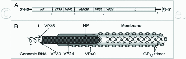 [Table/Fig-1]: