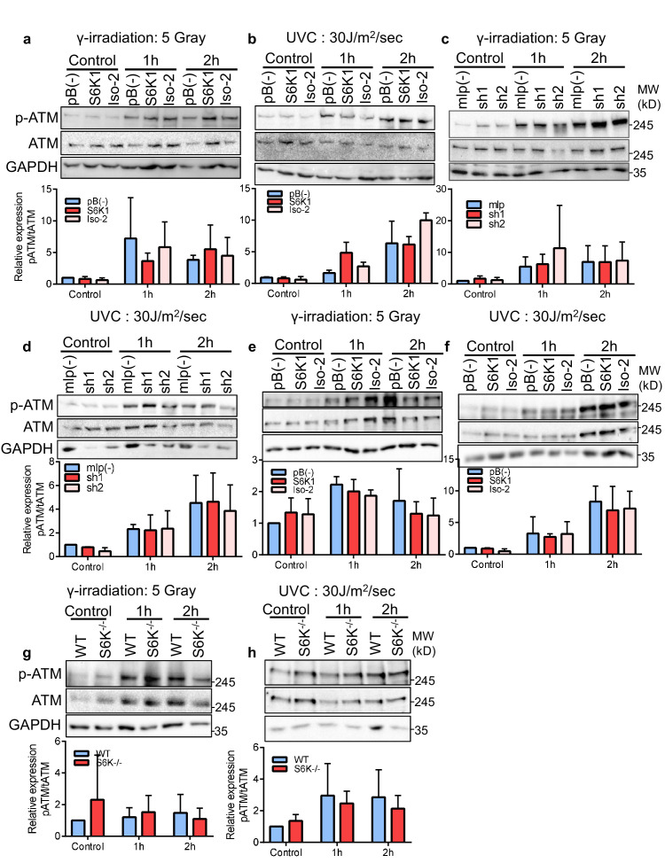 Figure 1—figure supplement 3.