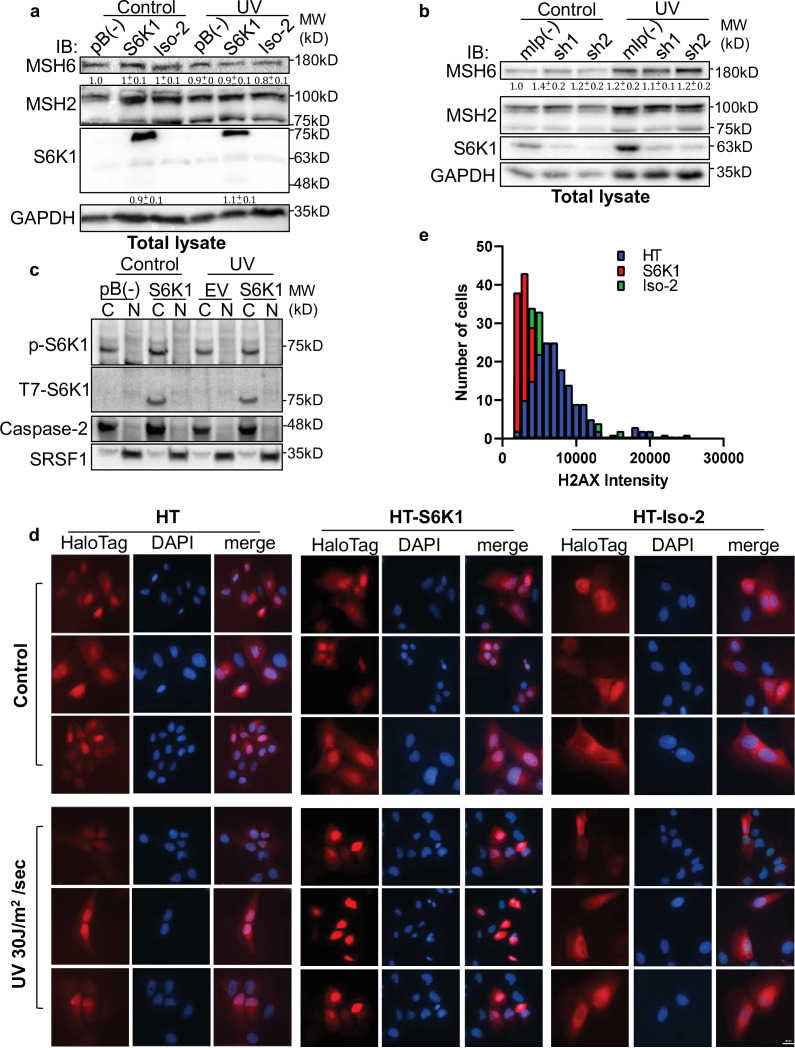 Figure 4—figure supplement 1.