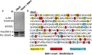 Figure 2—figure supplement 2.