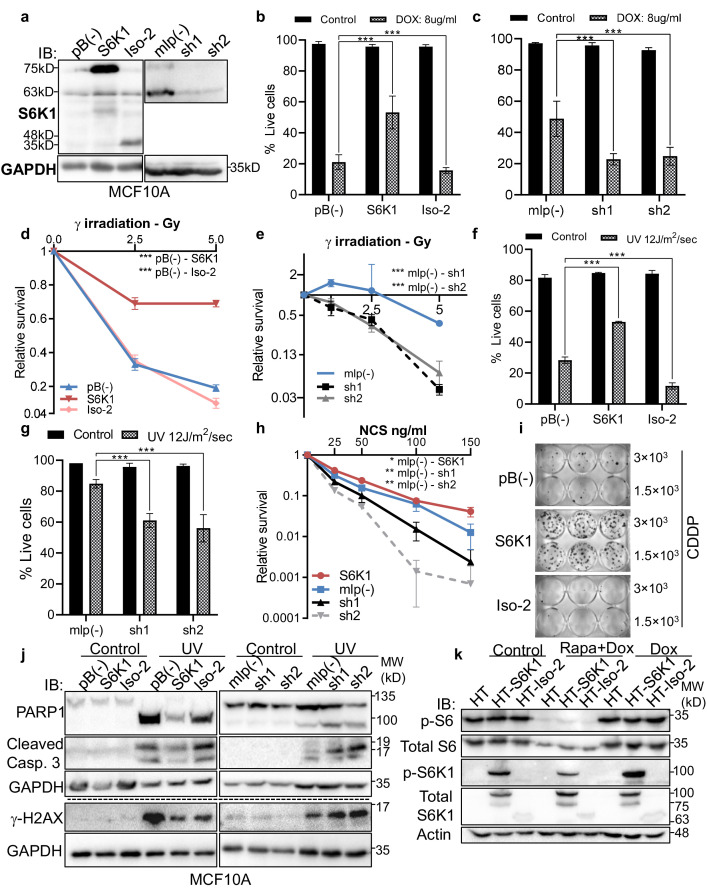 Figure 1—figure supplement 1.