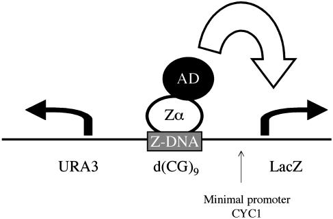 Fig. 2.