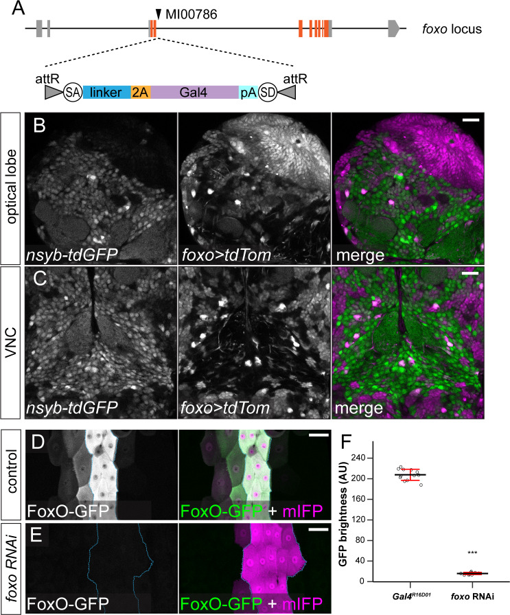 Figure 4—figure supplement 3.