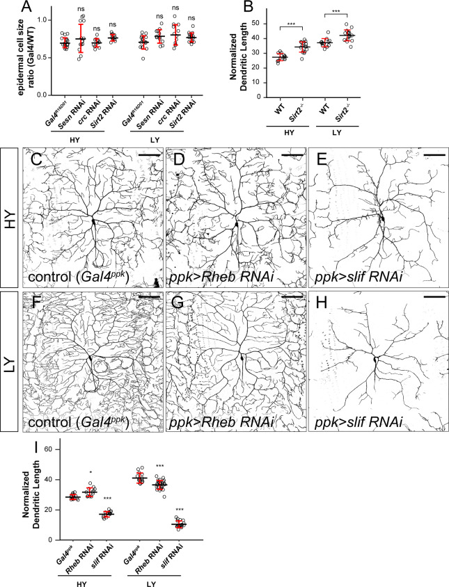 Figure 4—figure supplement 1.