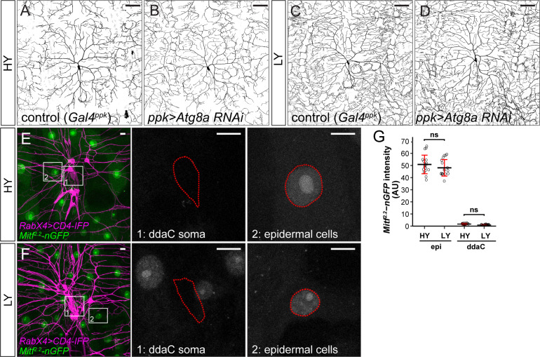 Figure 3—figure supplement 2.