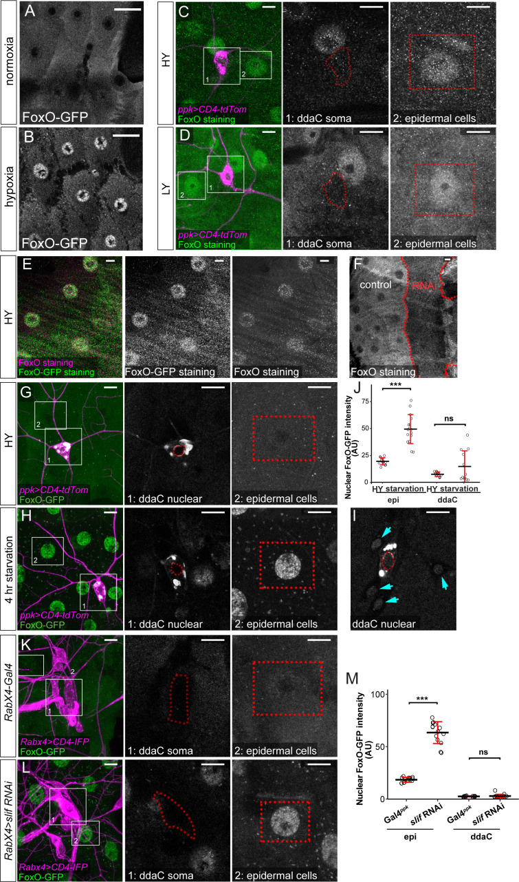 Figure 4—figure supplement 2.