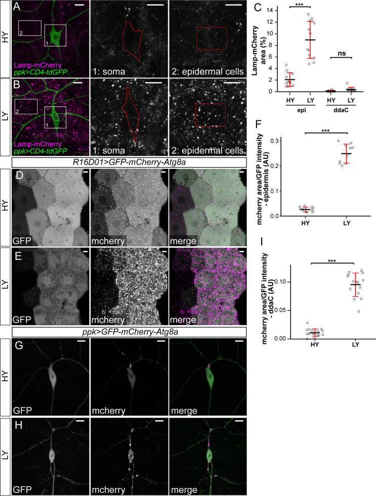 Figure 3—figure supplement 1.