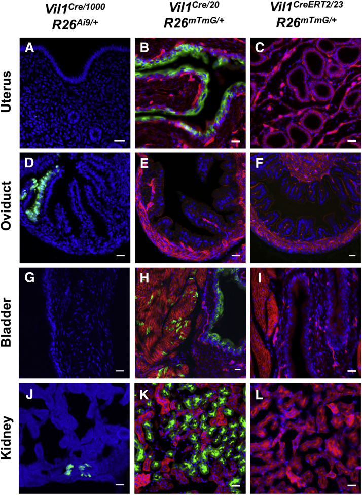 Supplementary Figure 3