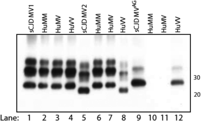 FIG 2