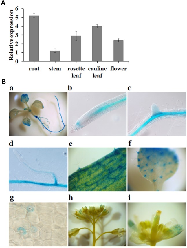 FIGURE 3