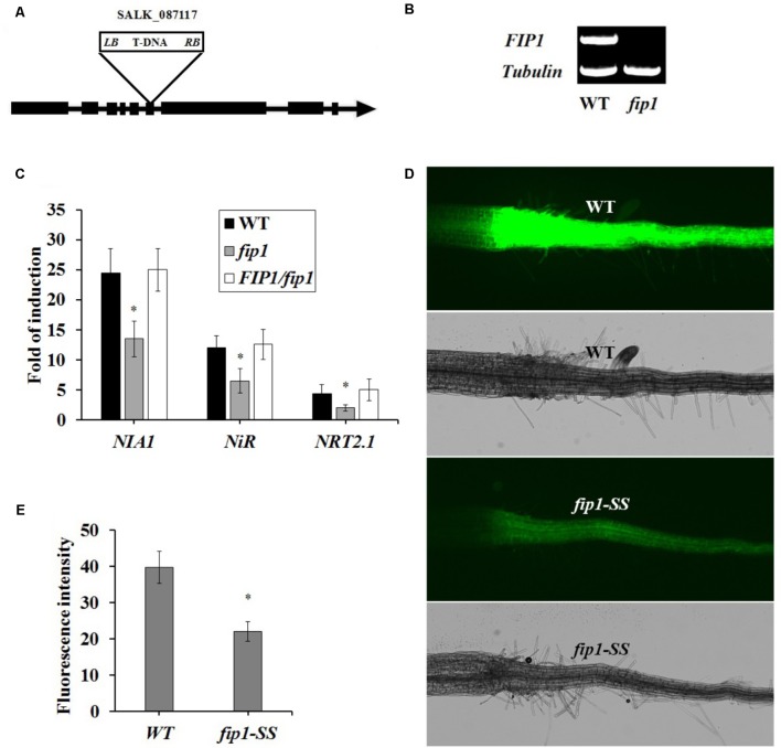 FIGURE 2