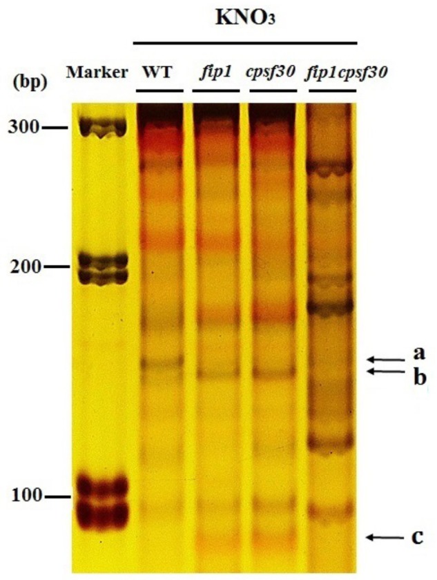 FIGURE 8