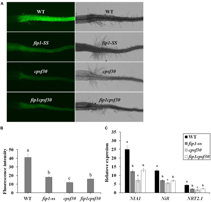 FIGURE 7