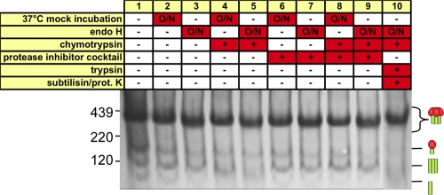 Fig. 10.