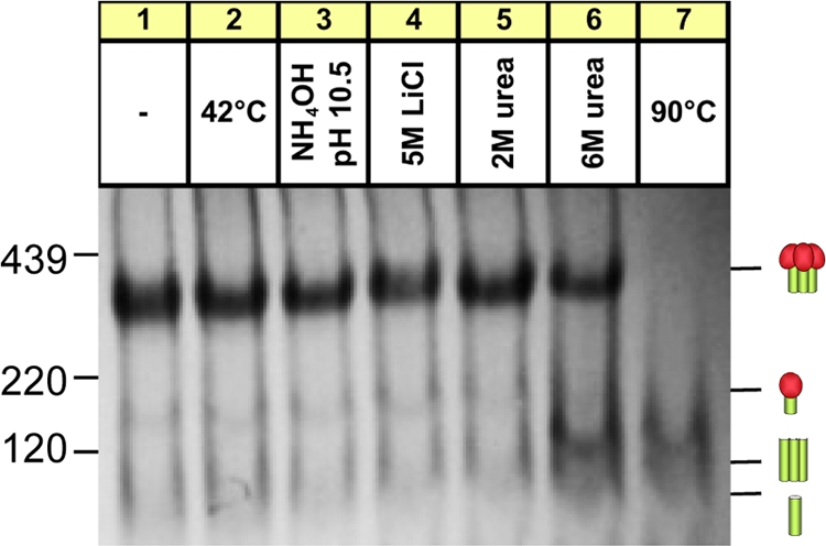 Fig. 11.