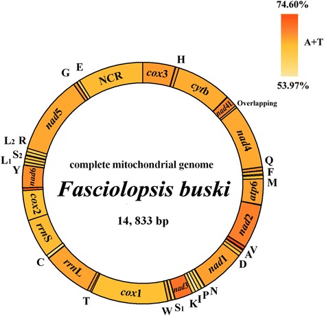 Fig. 1