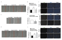 Figure 5