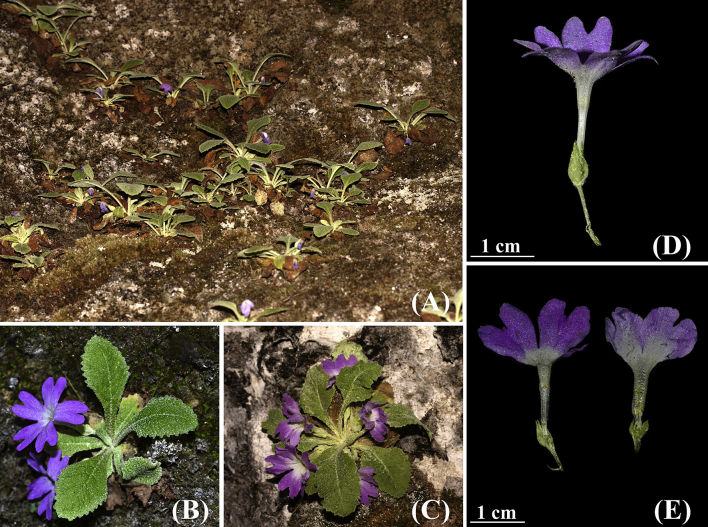 Fig. 2