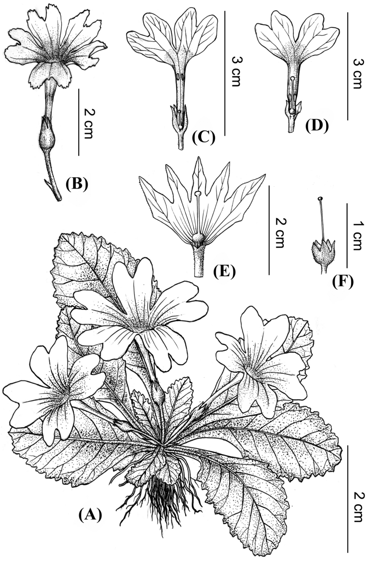 Fig. 1