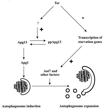 FIG. 7