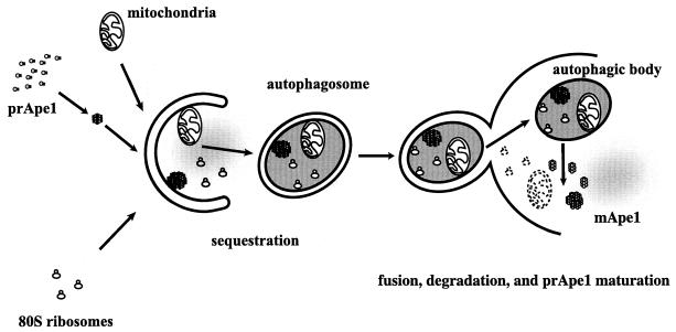 FIG. 1