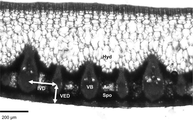 Fig. 1