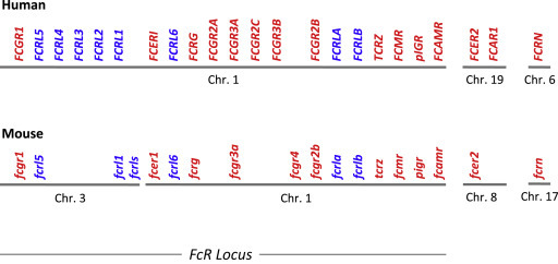 Figure 1
