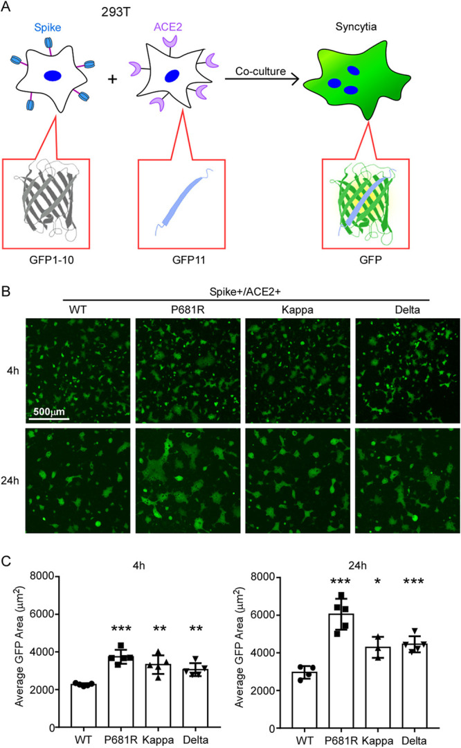 FIG 2