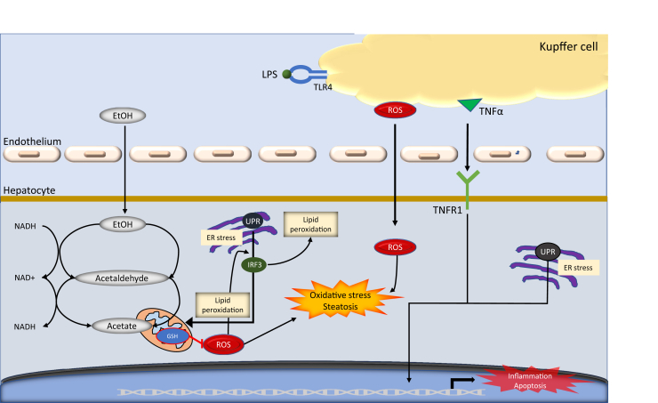 Figure 1