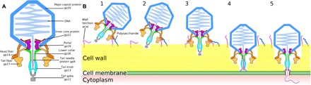 Fig. 6