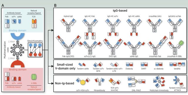 Figure 1. Schematic overview of the basic building blocks of a bispecific molecule and some of the leading strategies used for its generation. Three different components are required for the generation of a bsAb: the binding domains, the “multimerization core” that allows homo- or hetero-multimer formation, and the linkers connecting the other blocks (A). The binding domains can be derived from antibodies, such as Fabs, scFvs, or sdAbs, or from natural receptors or ligands. There are multiple technology platforms allowing fine-tuning of binding valence, size, and stoichiometry (A and B). In the simplest setting a bsAb contains one binding site for each antigen (1 + 1), but other formats with 1 + 2, 1 + 3, 2 + 2, or 3 +3 stoichiometries have been generated (A and B). Symmetric IgG-based bsAbs contain unmodified heavy chain (HC) constant regions, whereas asymmetric IgG-based bsAbs contain modified HC to force heterodimerization, such as the knobs-into-holes (kih) strategy. Two antigen-binding domains can be directly fused, resulting in small-sized variable (V) domain-only molecules. Alternatively, two binding domains can be fused to a non-immunoglobulin protein, such as human serum albumin (HSA), or human collagen homotrimerization domains, among others. ATTACK, asymmetric tandem trimerbody for T-cell activation and cancer killing; DART, dual affinity retargeting; DNL, dock-and-Lock; DVD-Ig, dual variable domain immunoglobulin; LiTE, bispecific light T-cell engager; tandAb, tandem diabody.