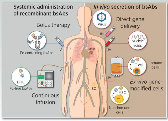 Figure 3. Delivery strategies for bsAb-based therapies. Intravenous administration of recombinant purified bsAb (left) by repeated high-dose bolus injections or continuous infusion. The in vivo secretion of bsAbs (right) can be achieved following direct injection of genetic material using viral vectors of synthetic nucleic acids (RNA or DNA), or by infusion or implantation of autologous or allogenic genetically modified bsAb-secreting cells.