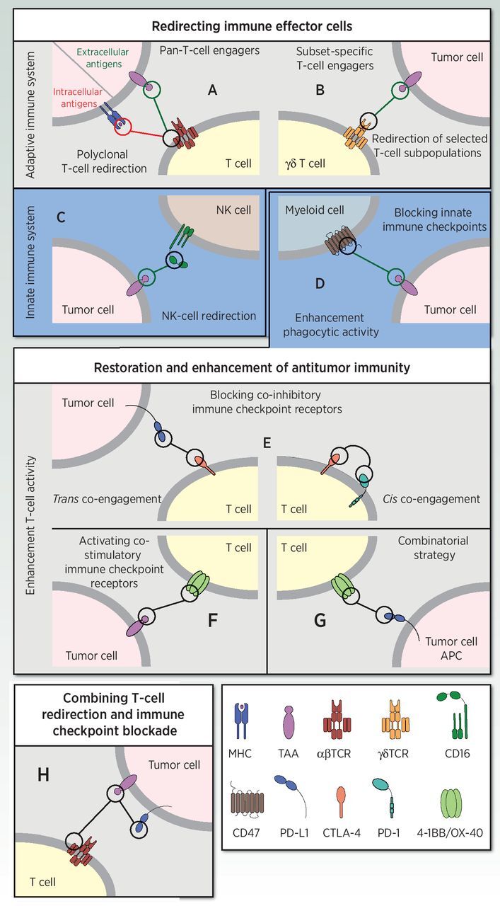 Figure 2. Schematic diagram illustrating the mechanism of action of bispecific immunomodulatory antibodies in cancer immunotherapy strategies. BsAbs redirecting immune effector cells (top box). Redirection of T cells towards extracellular TAA or intracellular neoantigens via pan-T-cell engagers (A) or subset-specific T-cell engagers (B). Redirection of NK cells via bispecific killer-cell engagers (C). BsAbs for the restoration and enhancement of antitumor activity (middle box). Enhancement of phagocytic activity by blocking innate immune checkpoints (“don't eat me”) via anti-TAA x anti-CD47 bsAbs (D). Enhancement of T-cell activity by blocking co-inhibitory immune checkpoint receptors in-trans or in-cis binding (E), activating costimulatory immune checkpoint receptors by TAA-targeted 4-1BB–agonistic bsAbs (F), or a combinational approach using anti–PD-L1 (x anti–4-1BB or anti–OX-40) bsAbs (G). BsAbs combining T-cell redirection and immune checkpoint blockade (bottom box, H).