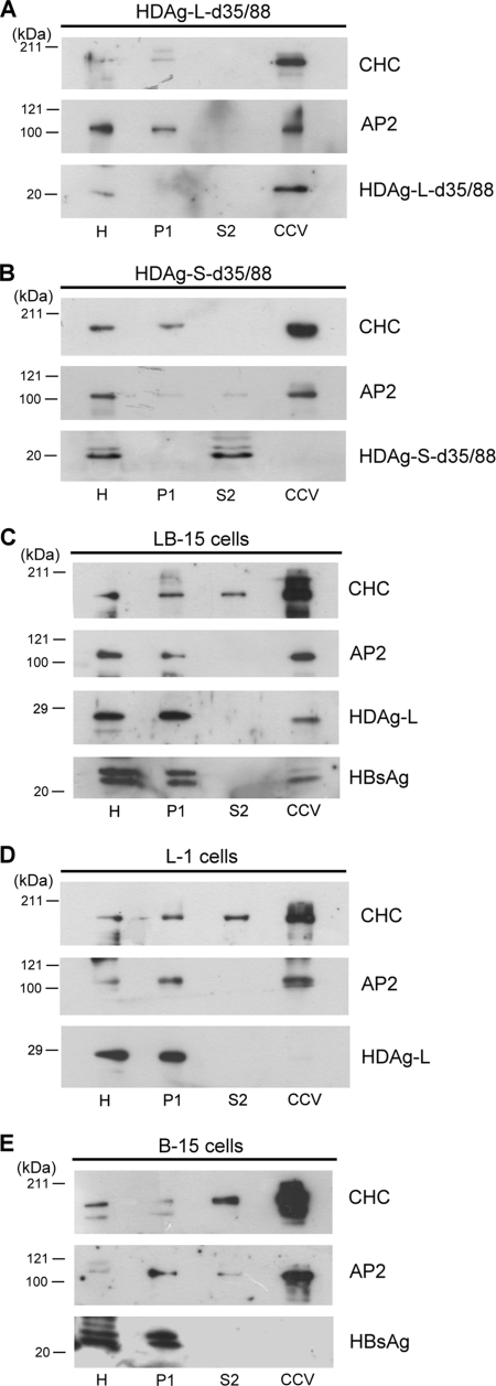 FIG. 7.