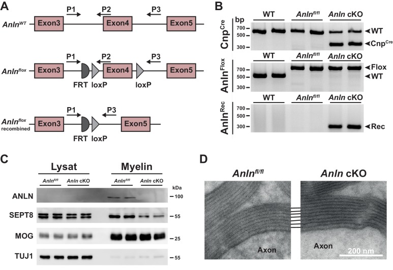 Figure 2—figure supplement 1.