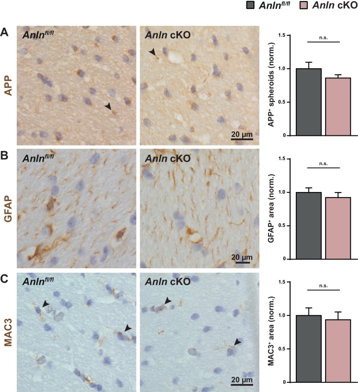 Figure 2—figure supplement 2.