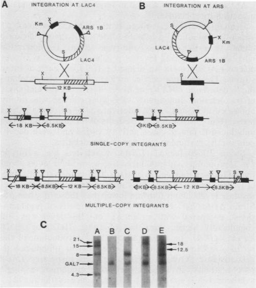 graphic file with name molcellb00084-0233-a.jpg