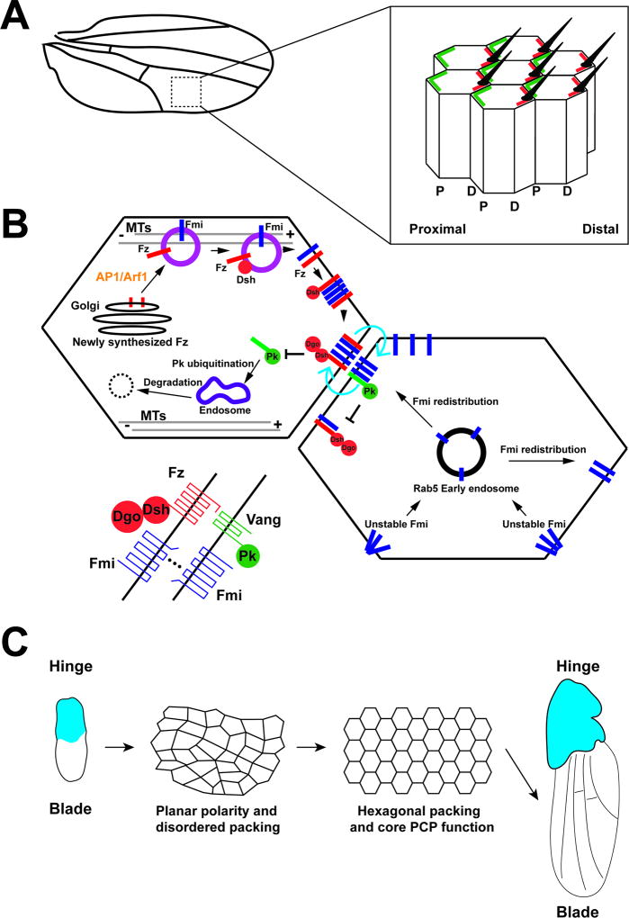 FIGURE 2