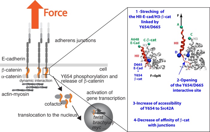 Figure 5—figure supplement 1.