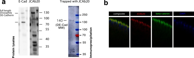 Figure 2—figure supplement 1.