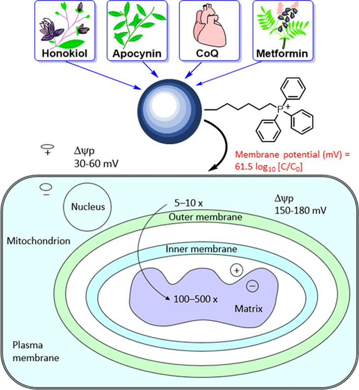 Figure 4