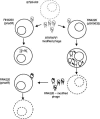 FIG. 2.