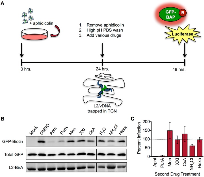 Fig 6