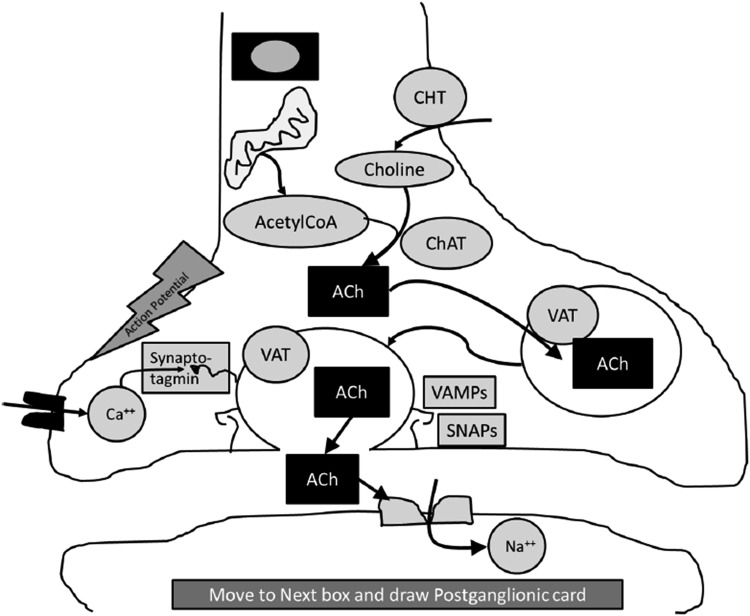 Figure 1A.